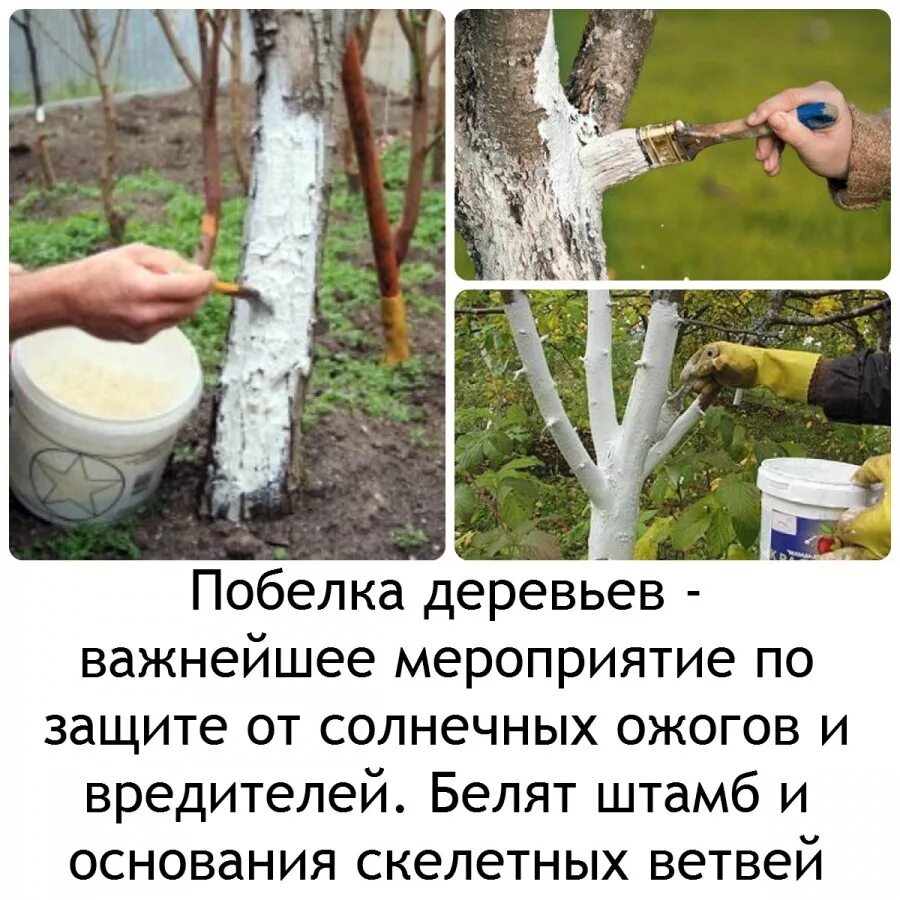 Сколько пва добавлять в побелку для деревьев. Побелка стволов плодовых деревьев. побелка стволов плодовых деревьев весной. правильная побелка деревьев. правильная побелка деревьев весной.