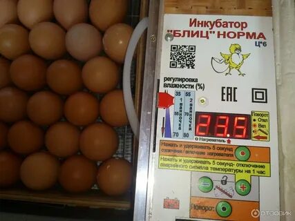 Таблица инкубации для блиц норма