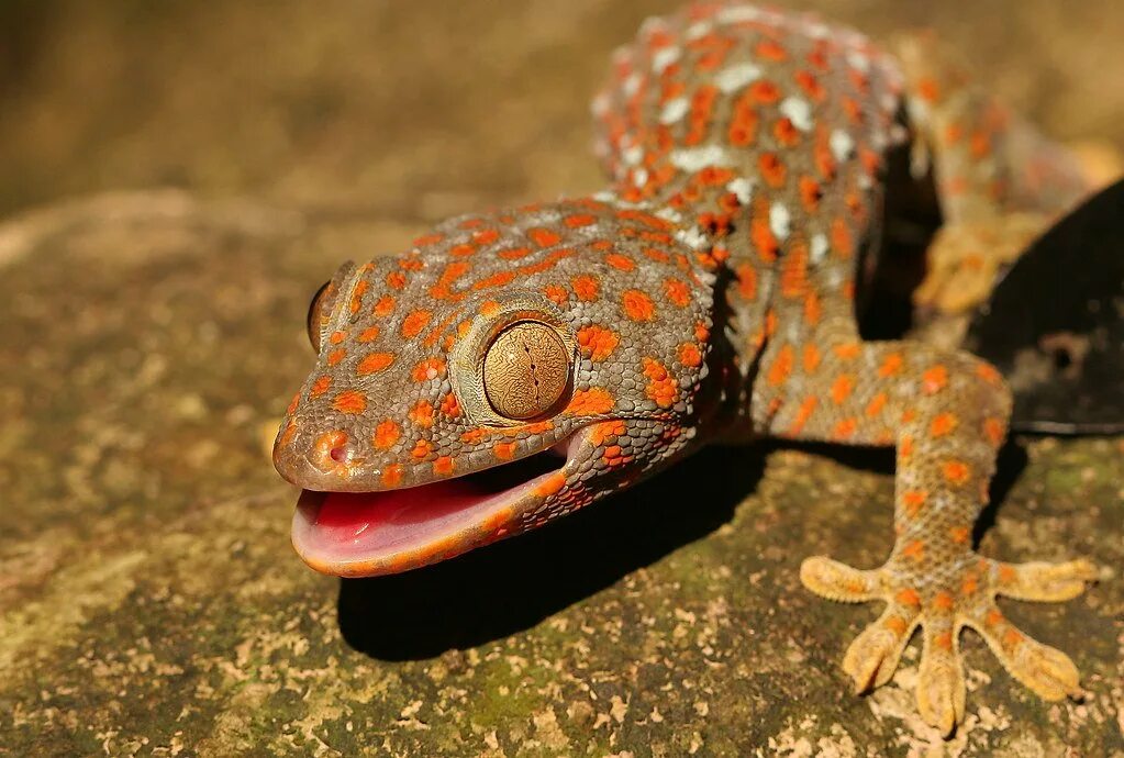 Ящерица геккон. Ящерица Гекко. Ящерица геккон токи. Токи (Gekko Gecko).