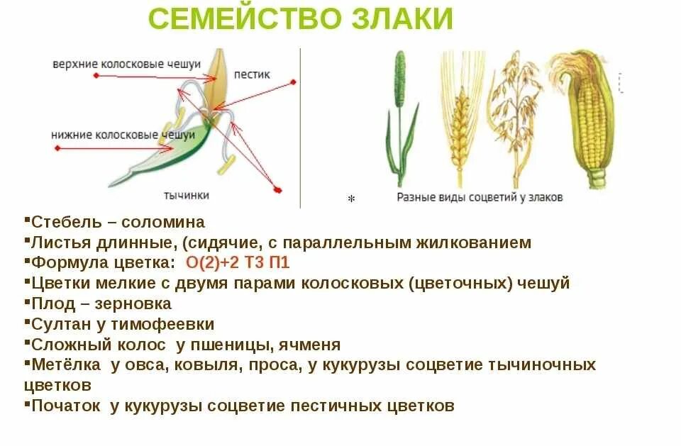 Количество видов линейные