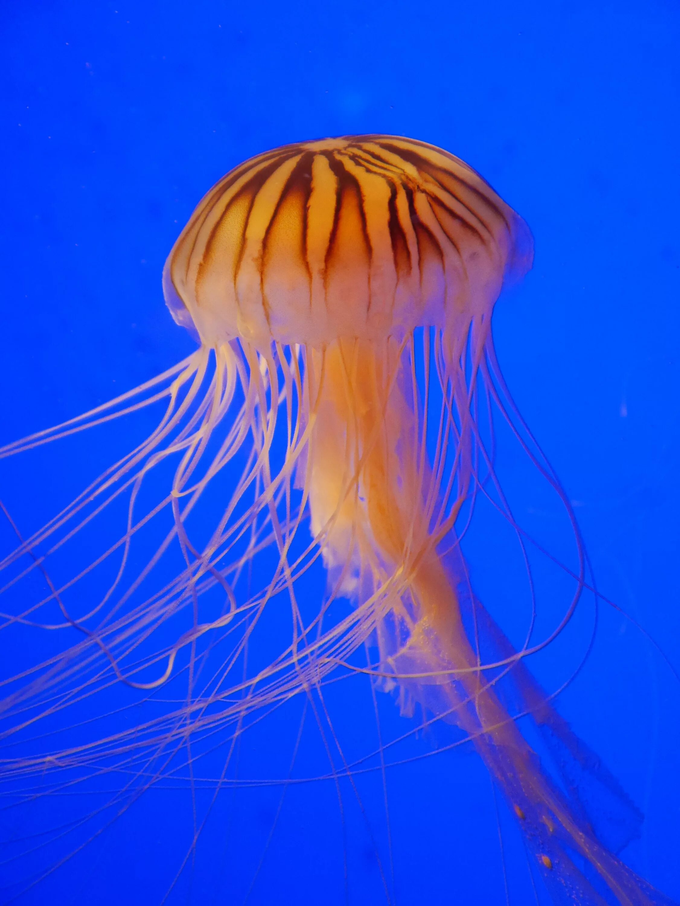 Медуза кубомедуза. Медуза морская. Стрекающие Кишечнополостные. Кишечнополостные медузы.