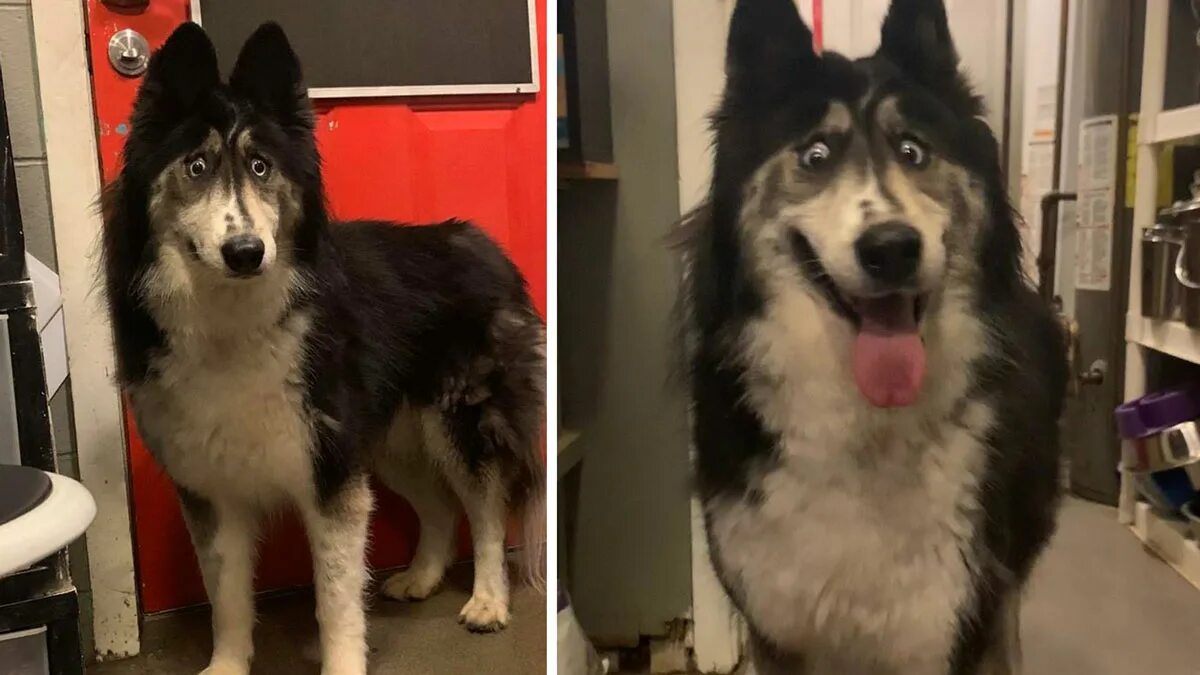 Хаски и кот. Странный хаски. Хаски щенок. Чем необычны хаски. Хаски из приюта.