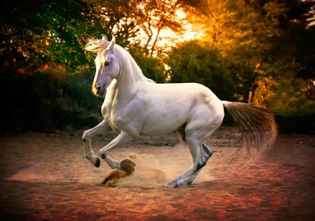 Марвари лошадь. Индийские лошади марвари. Лошади породы марвари. Марвари серый.