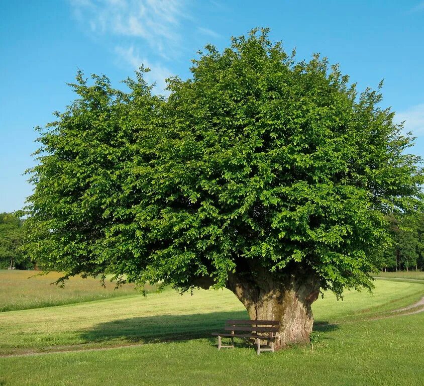 Дерево бук фото и описание. Граб кавказский. Граб дерево. Граб обыкновенный дерево. Кавказский граб дерево.