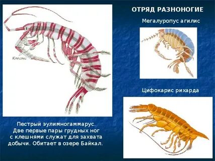 Обитание членистоногих
