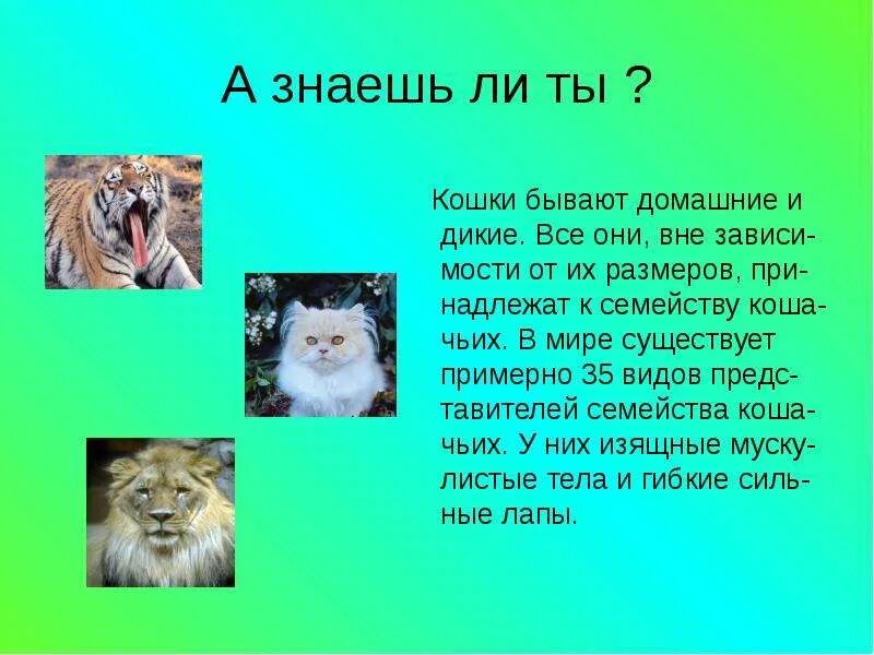 Презентация про кошек. Доклад о котах. Домашние кошки презентация. Сообщение о кошке. Рассказ про животное кошка