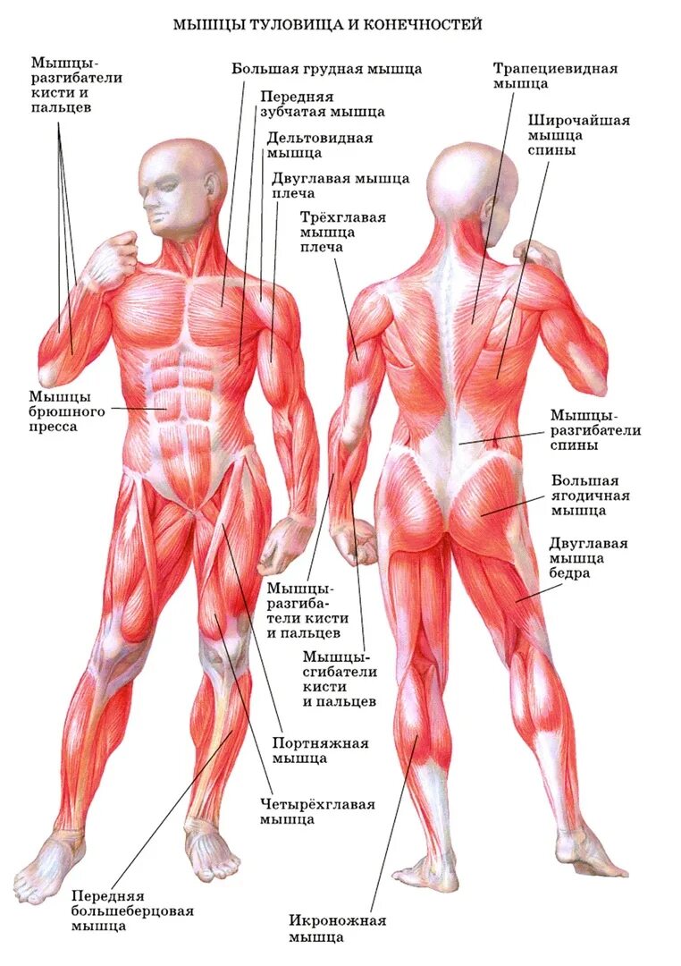 Какое количество мышц у человека. Строение туловища и конечностей человека. Мышцы туловища и конечностей человека. Строение мышц туловища и конечностей человека. Название всех мышц человека.
