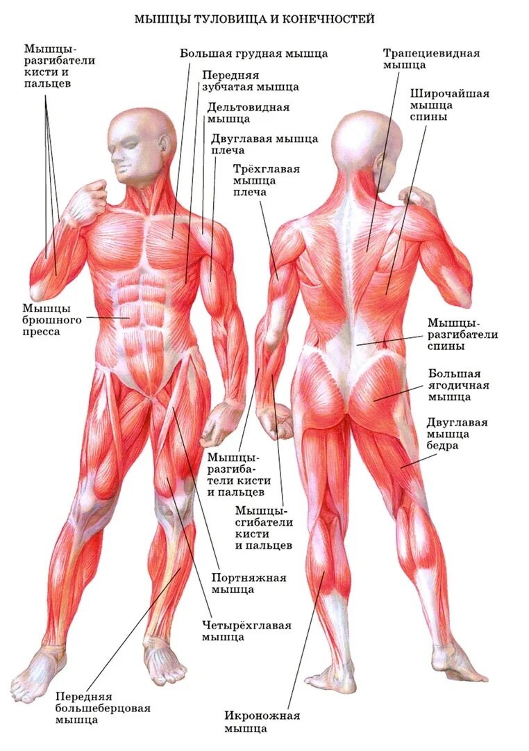 Строение туловища и конечностей человека. Мышцы туловища и конечностей человека. Строение мышц туловища и конечностей человека. Название всех мышц человека.