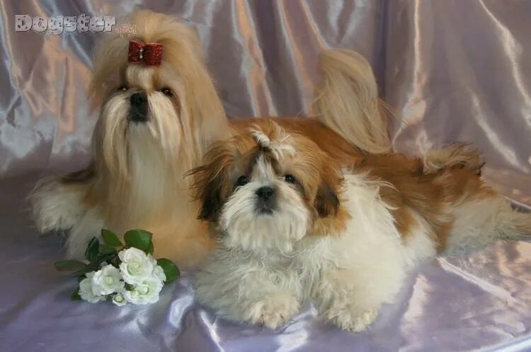 Боня ши тцу. Ши-тцу. Ши тцу стандарт породы fci ркф. Ши тцу львиное сердце. Ши-тцу.