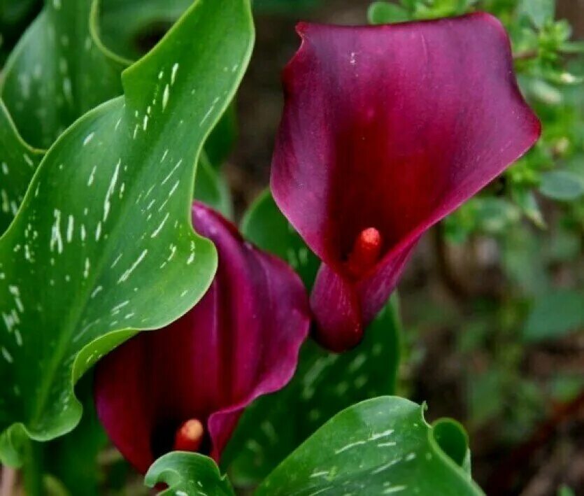 Калла капитан рено. Калла Captain Reno. Калла Дэвилз вайн. Калла(Zantedeschia) Purple Sensation. Калла Purple Sensation.