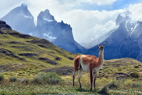 Дикая южная америка