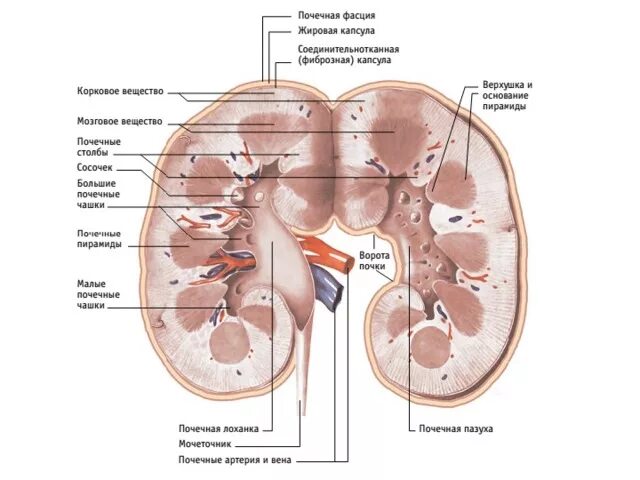 Фиброзная капсула почки анатомия. Фиброзная капсула почки функция. Жировая капсула почки анатомия. Фиксирующий аппарат почки строение.