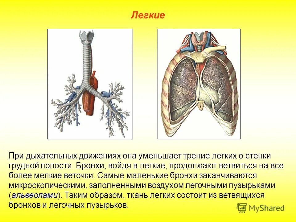 Легким движением превращается. Бронхи и легкие. Строение легких и бронхов. Самые мелкие бронхи. Бронхи и легкие в чем.