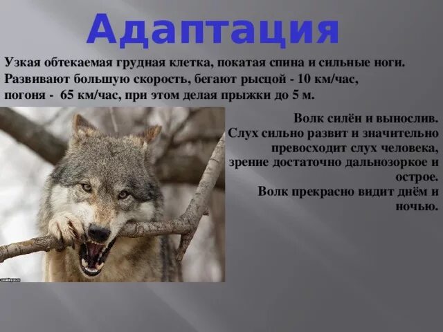 Волк км час. Адаптации волка. Приспособленность волка к среде обитания. Приспособление волка. Физиологические адаптации волка.