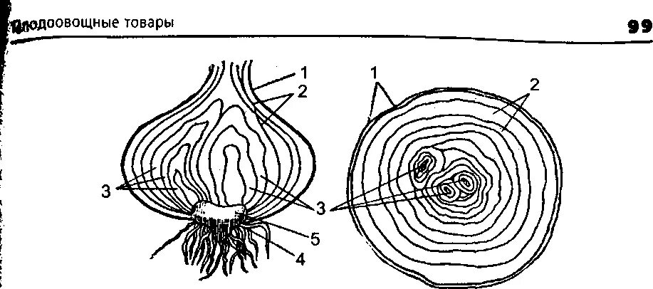 Видоизменение побегов луковица строение. Луковица видоизмененный побег. Строение луковицы 6 класс биология лабораторная. Строение видоизмененного побега луковицы. Видоизменённый побег луковица.