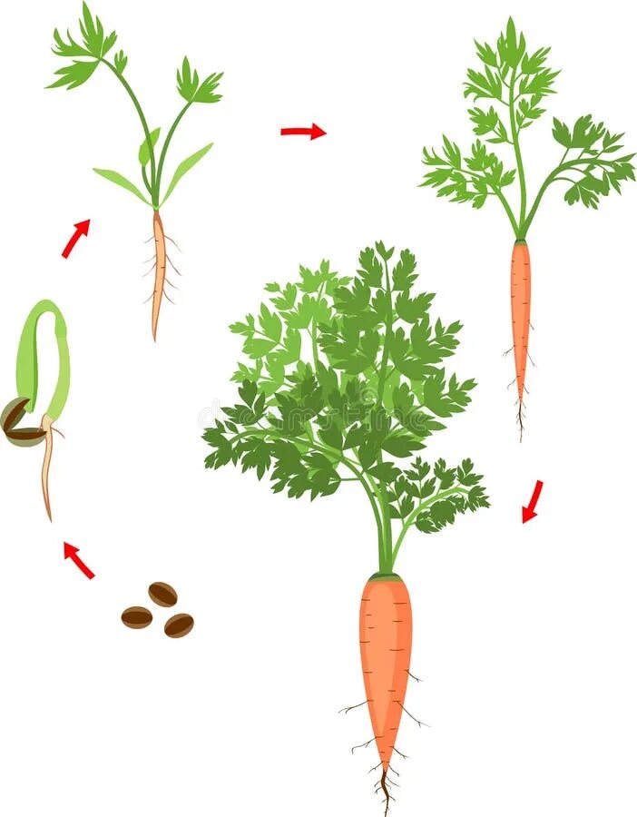 Жизненный цикл овощных растений по маркову. Этапы роста морковки. Цикл моркови. Цикл роста моркови. Этапы роста моркови для дошкольников.