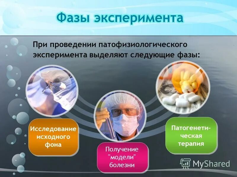 При проведении эксперимента были. Стадии эксперимента патофизиология. фазы патофизиологого эксперимента. этапы патофизиологического эксперимента. этапы и фазы эксперимента патофизиология.