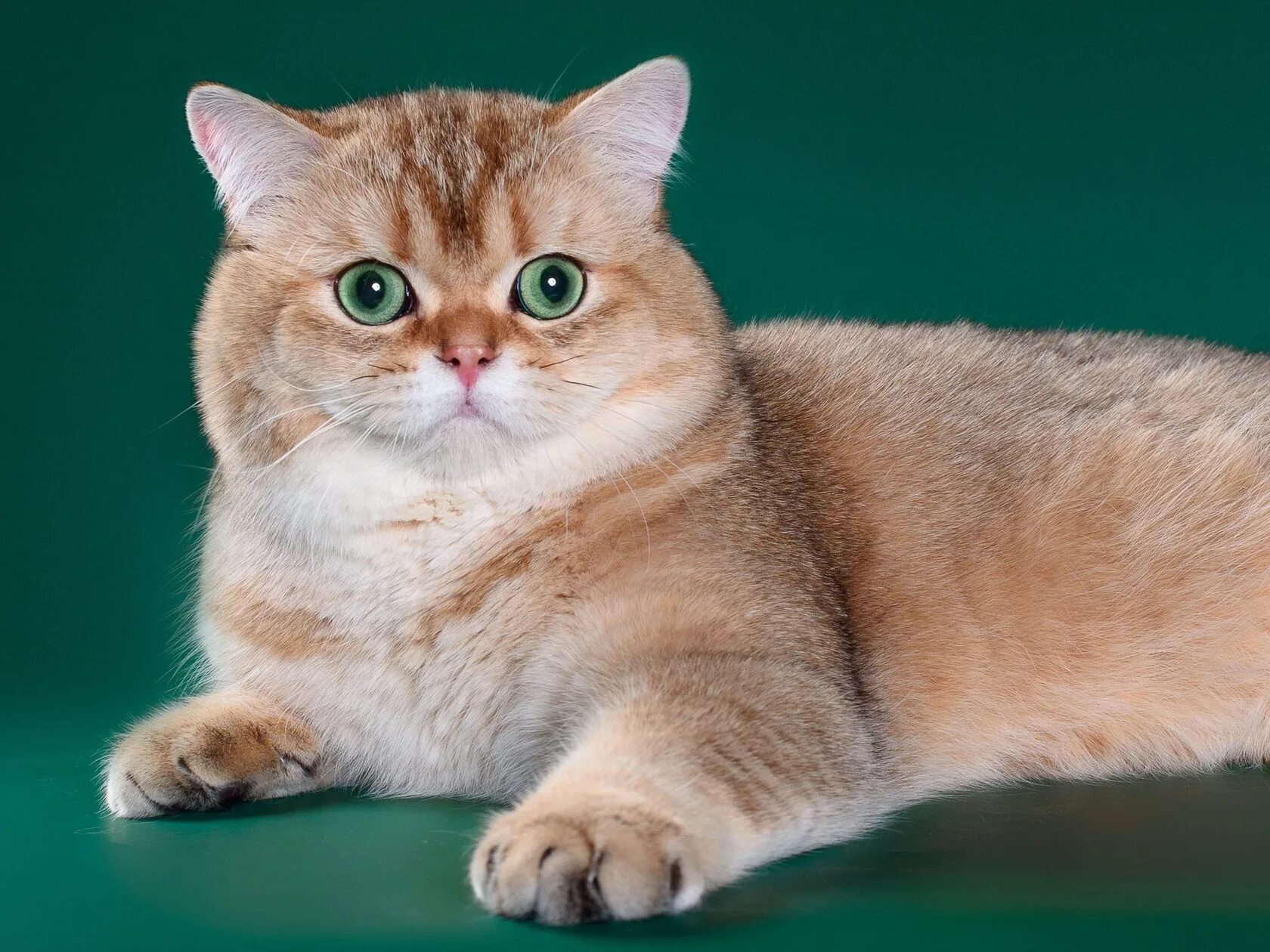 Скоттиш страйт кошка золотая шиншилла. Шотландская прямоухая золотая шиншилла. Британская золотая шиншилла страйт. Шотландский скоттиш страйт золотая шиншилла. Шиншилла золотая шотландская страйк.
