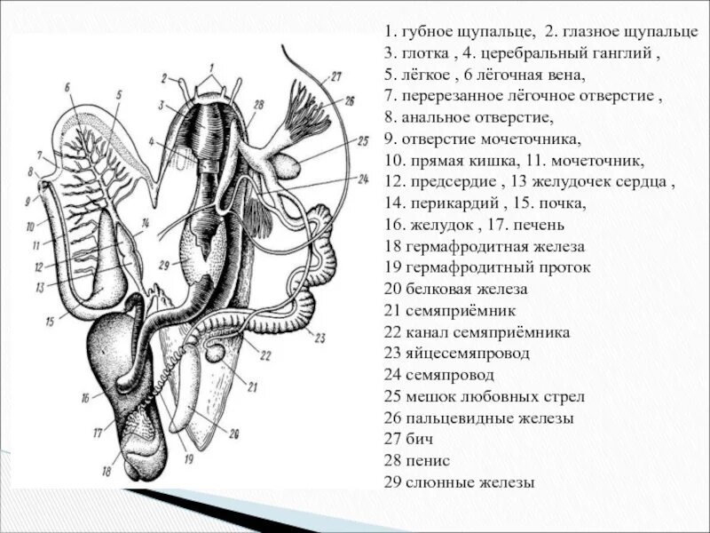 Ганглии кальмара. Церебральные ганглии головоногих. Оптические ганглии кальмара. Строение щупальца анатомия.