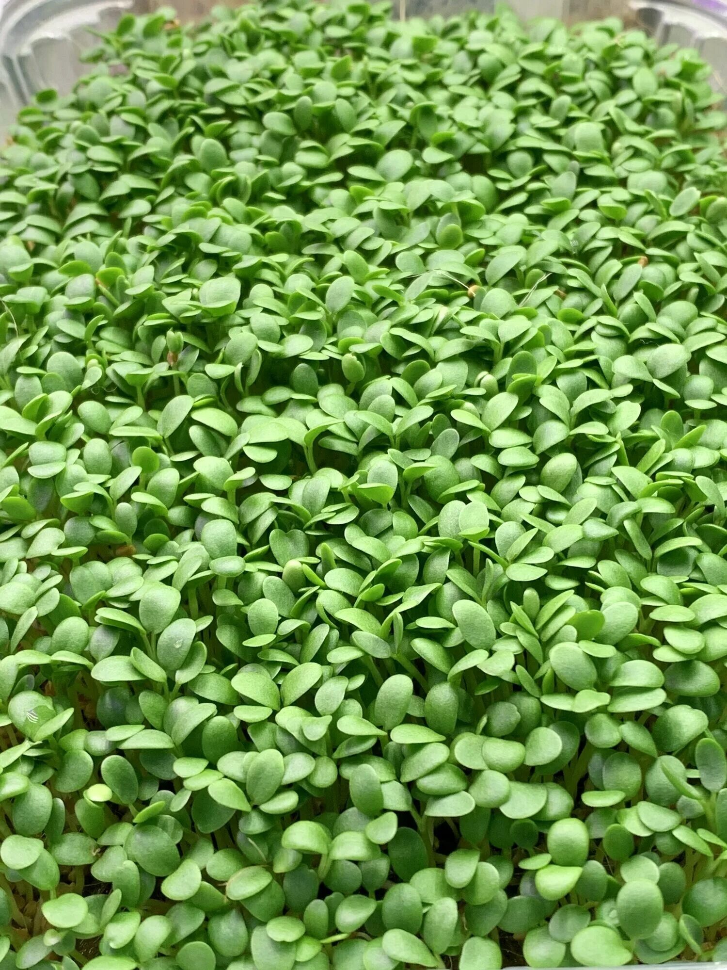 Микрозелень гороха. Кислица микрозелень. Люцерна, клевер микрозелень. Микрозелень кресс горох. Микрозелень что это.