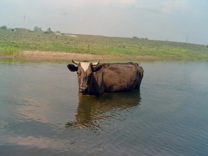 Корова в болоте. Коровы в реке. Речка корова. Корова в воде. Корова купается в речке.