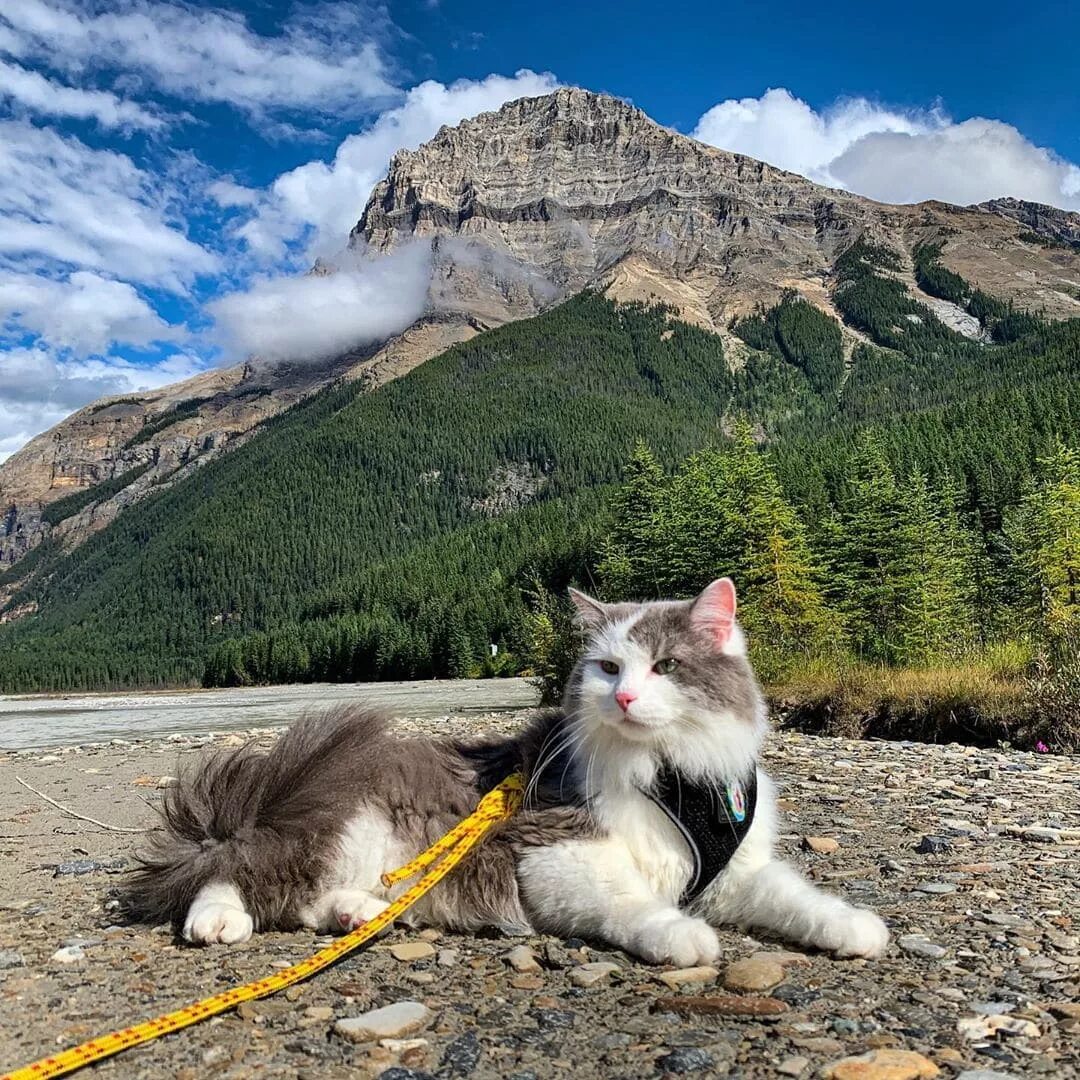 Кот живущий в горах. Кот в горах. коты путешественники. гора кошка. кот на горе.