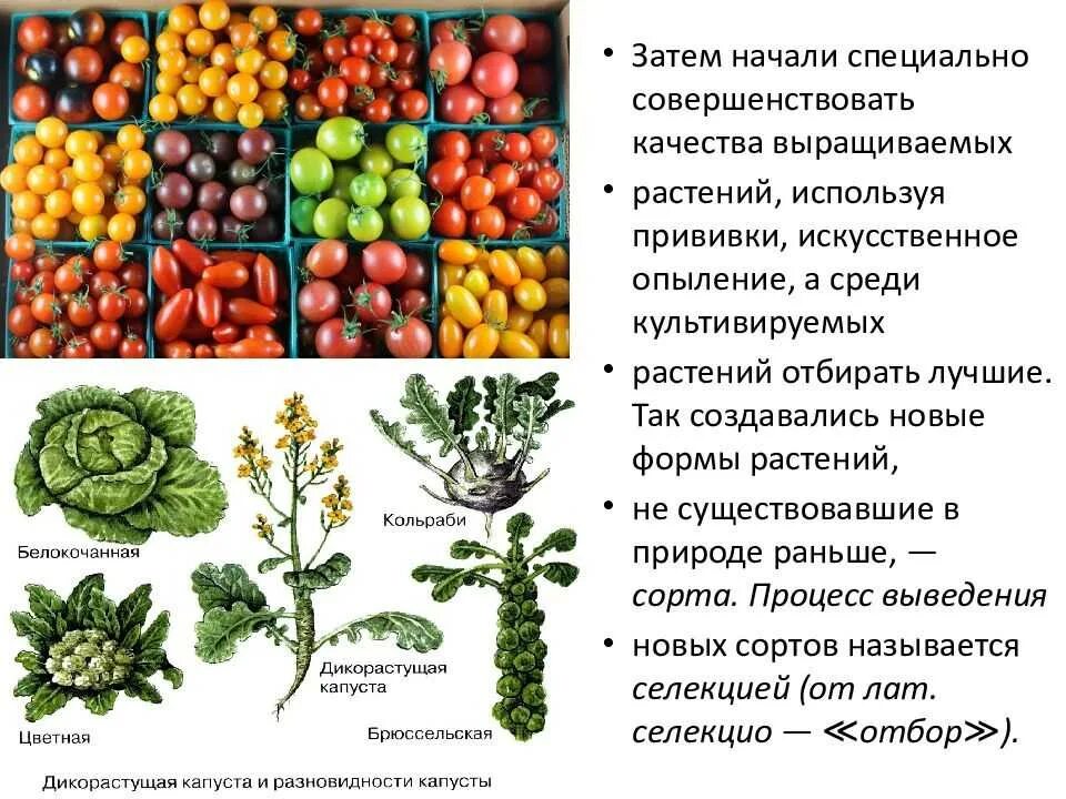 Многообразие культурных растений. Культурные растения. Разнообразие и происхождение культурных растений. Появление культурных растений.