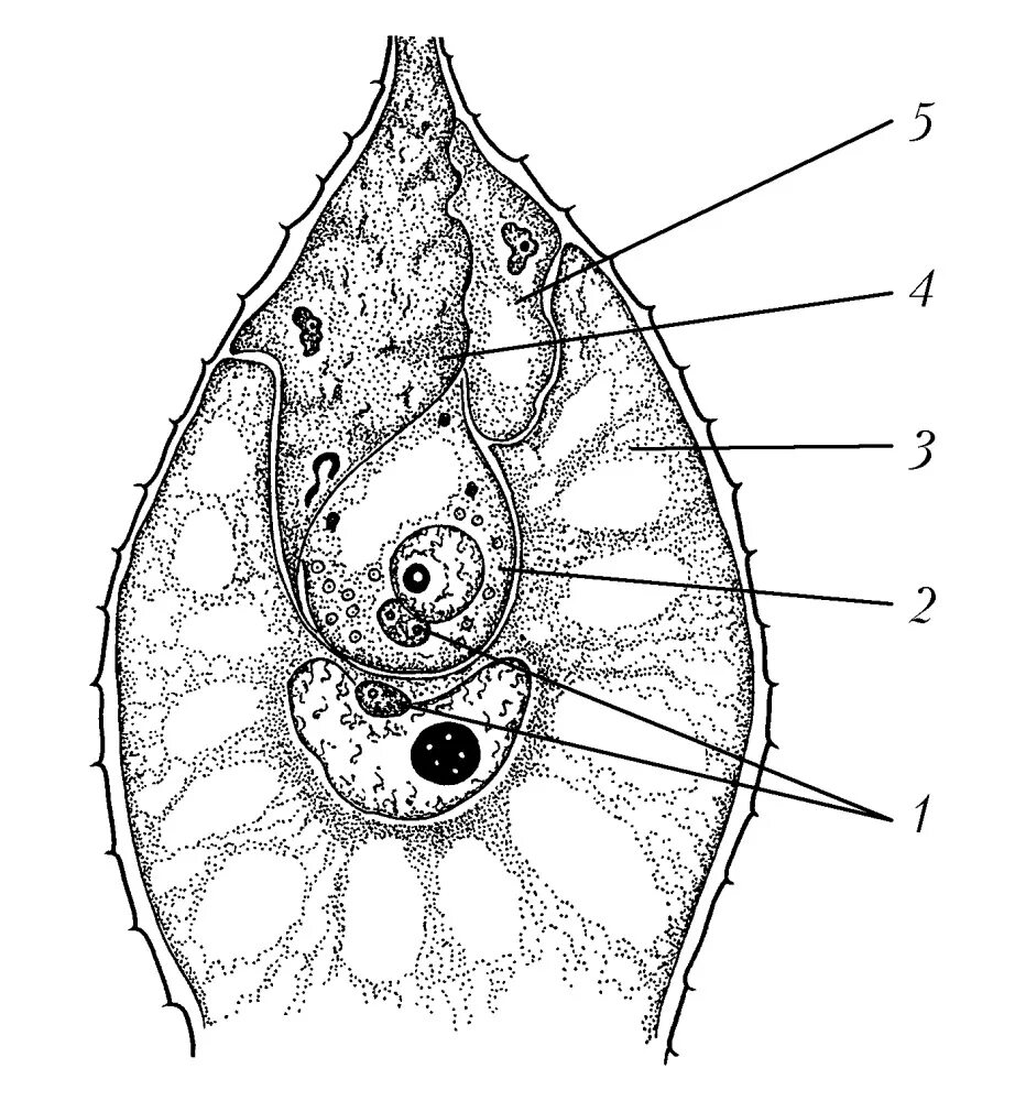 Завязь пестика зародышевый мешок. Схема двойного оплодотворения у покрытосеменных растений. Строение зародышевого мешка у растений. Из скольких клеток состоит зародышевый мешок. Строение мешочков.