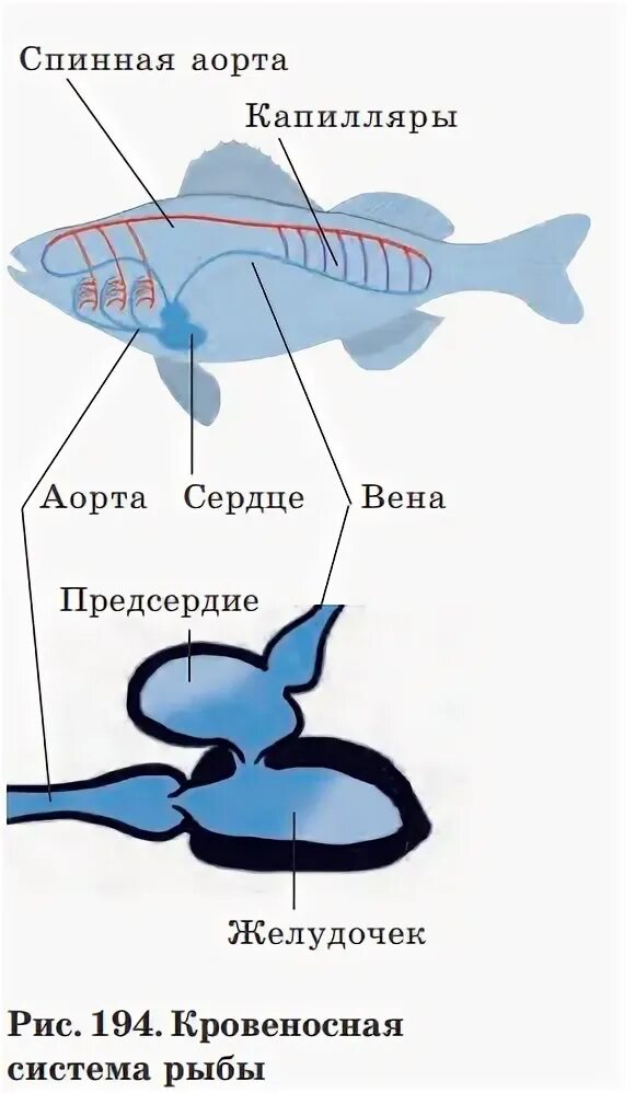 Сердце рыб состоит из камер. Кровеносная система рыб рыб. Кровеносная система система костных рыб. Кровеносная система рыб схема. Кровеносная система костистых рыб.