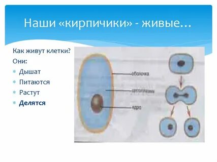 Сколько лет живут клетки