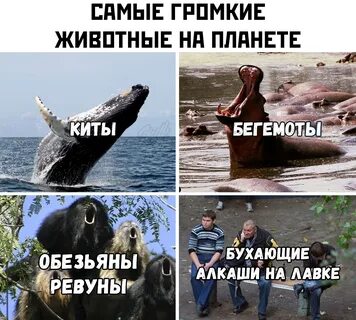 Самое громкое животное