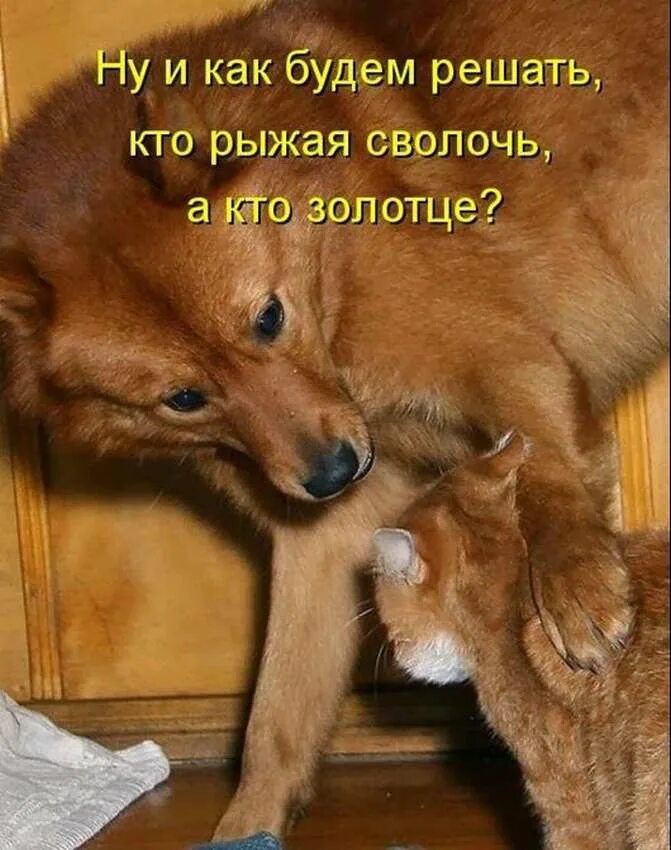Смешные истории из жизни животных. Анекдоты про кошек и собак. юмор про собак. анекдоты про животных в картинках. собаки приколы с надписями.