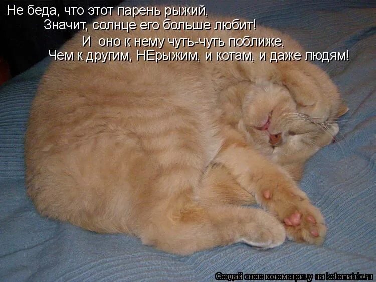 Совесть кота