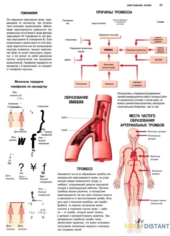 Свертываемость крови вызывающие тромбы. Причины тромбоза артерий. Строение тромба человека. Образование кровяного сгустка анатомия. Гемофилия механизм
