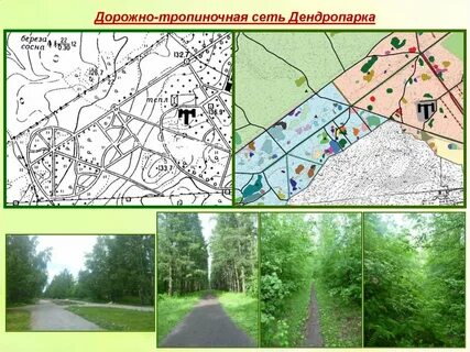 Дорожно тропиночная сеть