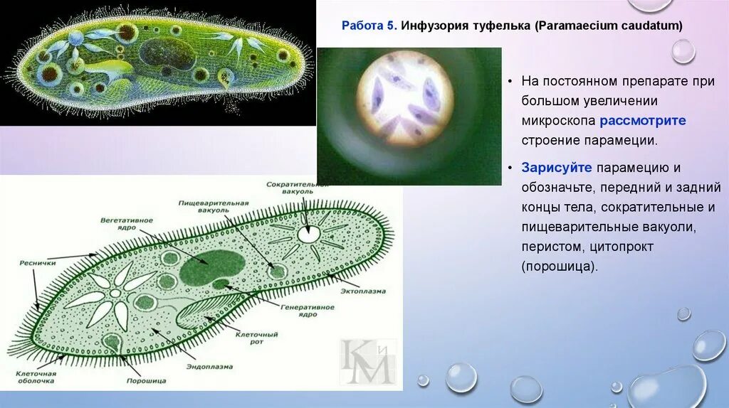 Какие вакуоли у инфузории туфельки. Инфузория туфелька автотроф. Цитоскелет инфузории. Инфузория туфелька гетеротроф. Органеллы питания инфузории туфельки.