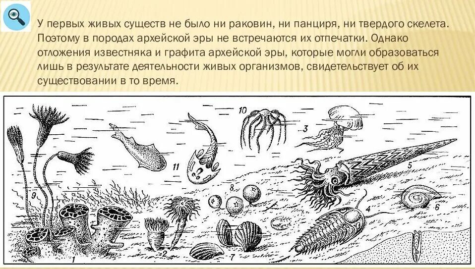 Жизнь в воде эволюция. Палеозойская Эра Кембрий. Кембрийский период палеозойской эры. Палеозой Эра силурийский период. Палеозойская Эра периоды Кембрий, Ордовик, Силур.