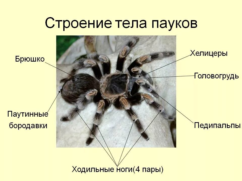 Сколько пар ходильных