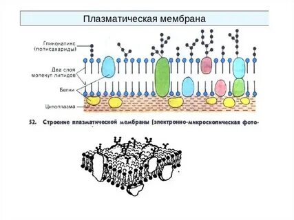 Мембрана мембранные
