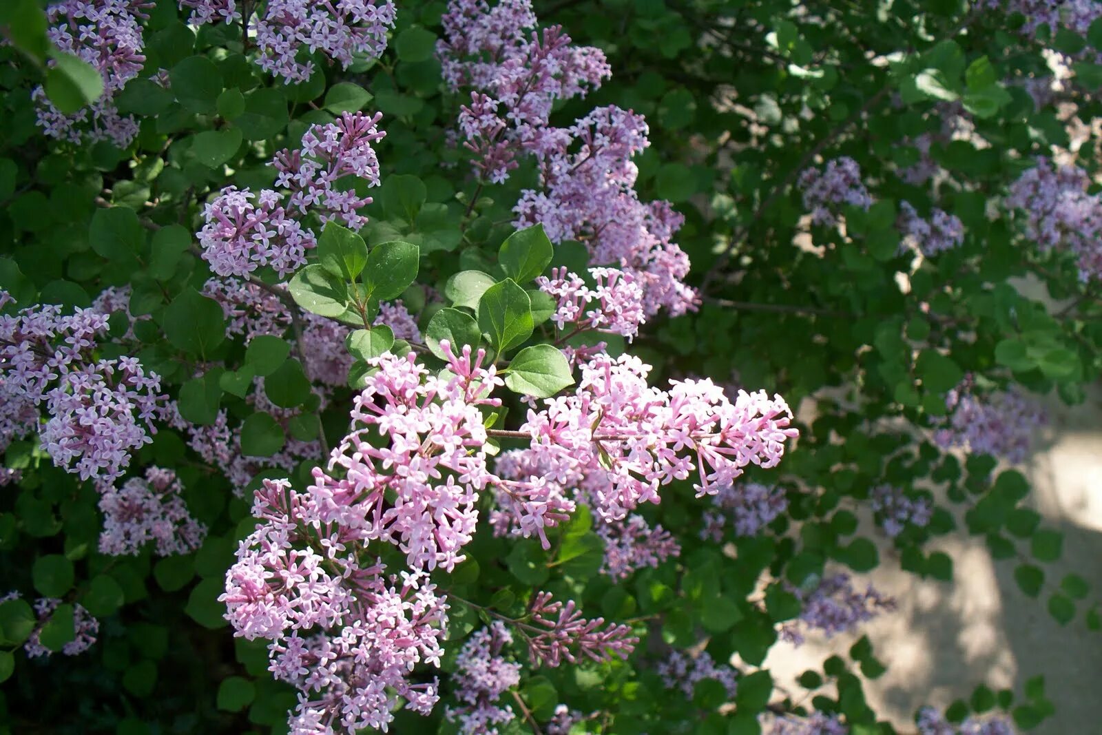 Карликовая сирень купить