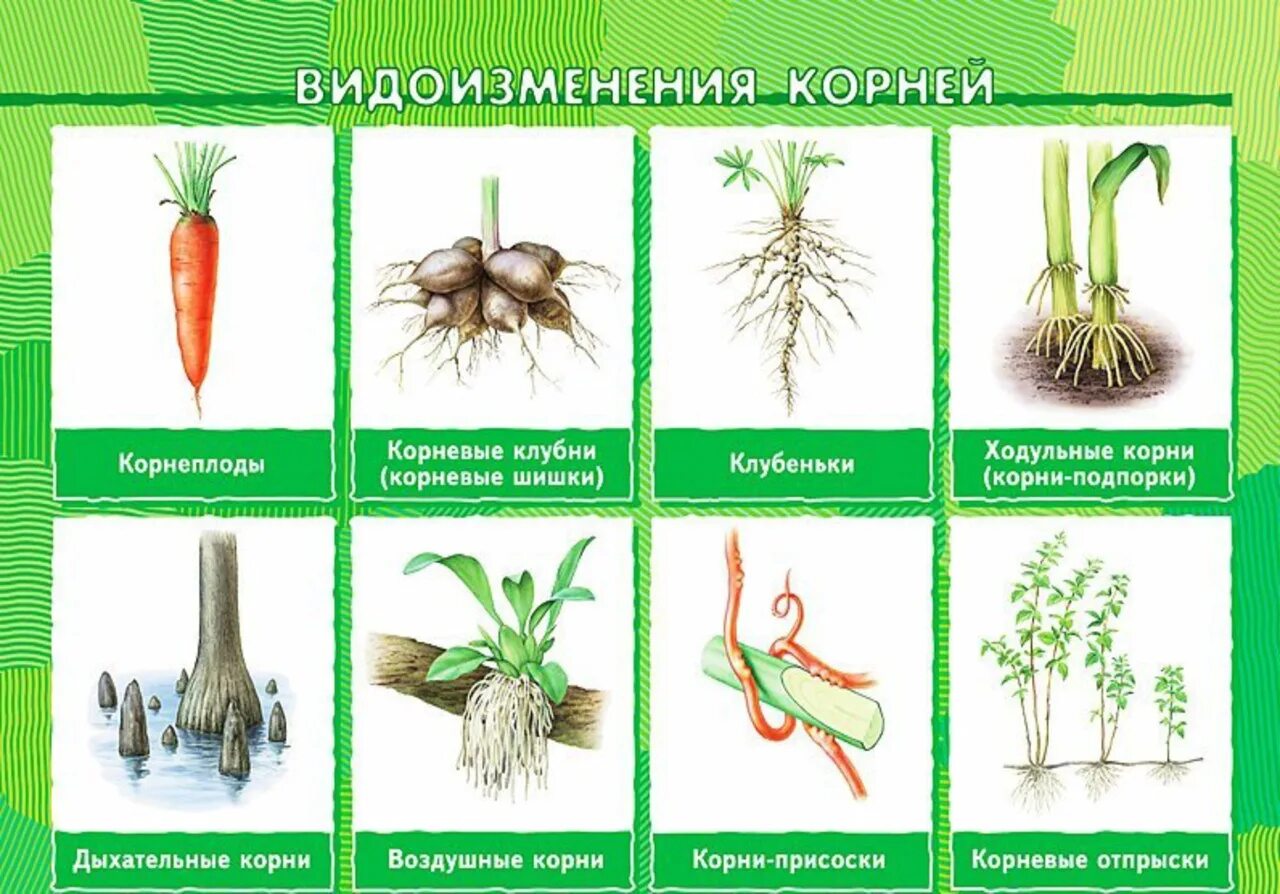 Видоизмененный корень ответ. Видоизменения корня таблица.