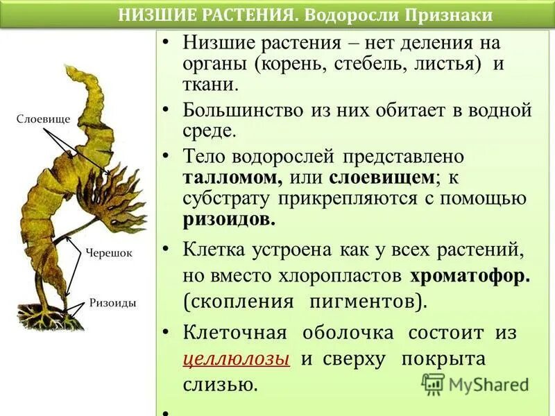 Низшие растения водоросли 5 класс. Строение высших и низших растений. Строение и многообразие водорослей. Дайте общую характеристику низшим растениям