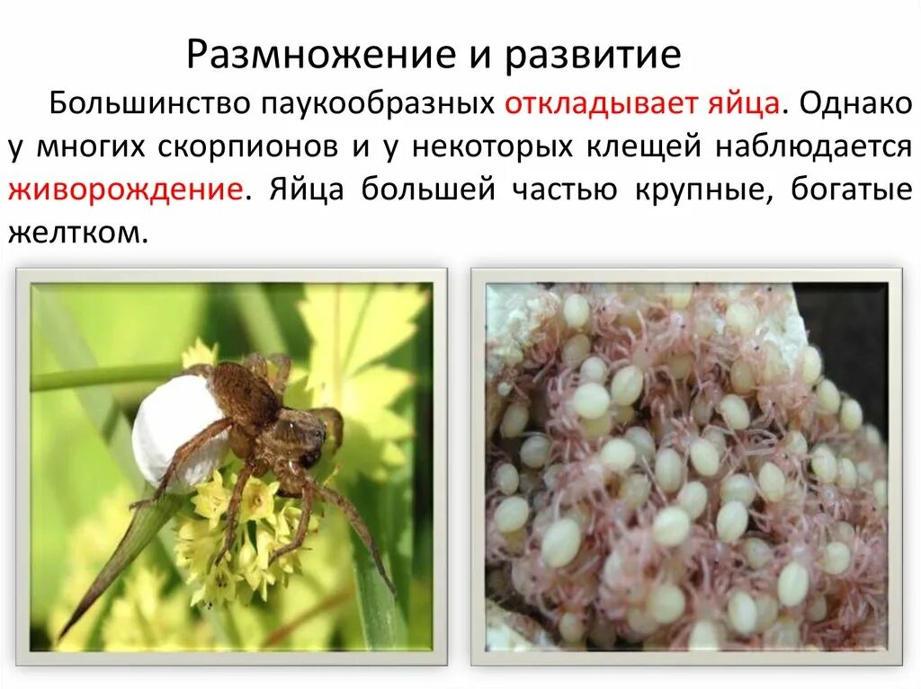 Самое важное, что нужно знать о клещах Образ Жизни Дзен