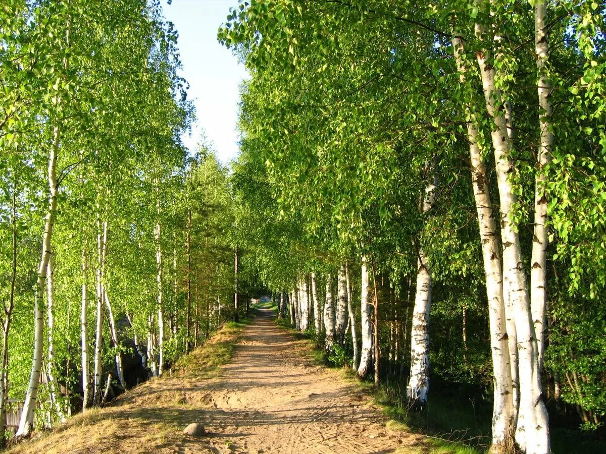 Ясная Поляна березовый Прешпект. Сокольники парк Берёзовая аллея. Березовый лес Некрасовка. Березовая роща в Константиново. Березки октябрьский