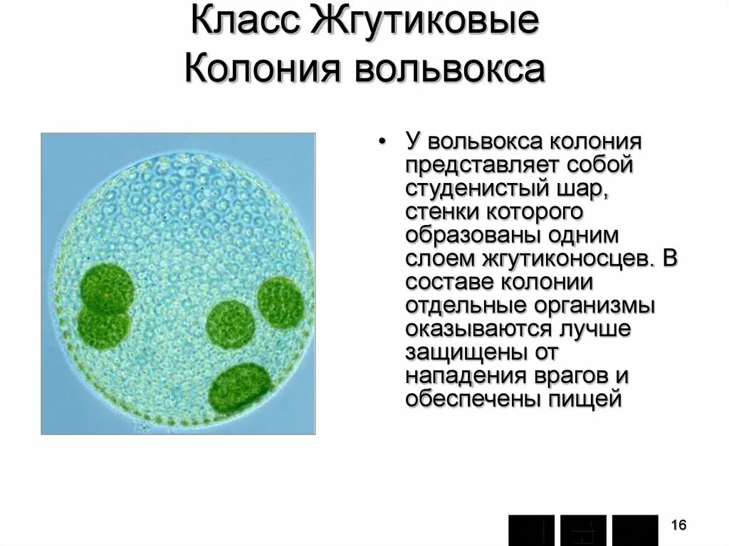 Эвглена зеленая вольвокс. Колониальные жгутиконосцы вольвокс. вольвокс стенка колонии. колония жгутиконосцев. вольвокс интересные факты.