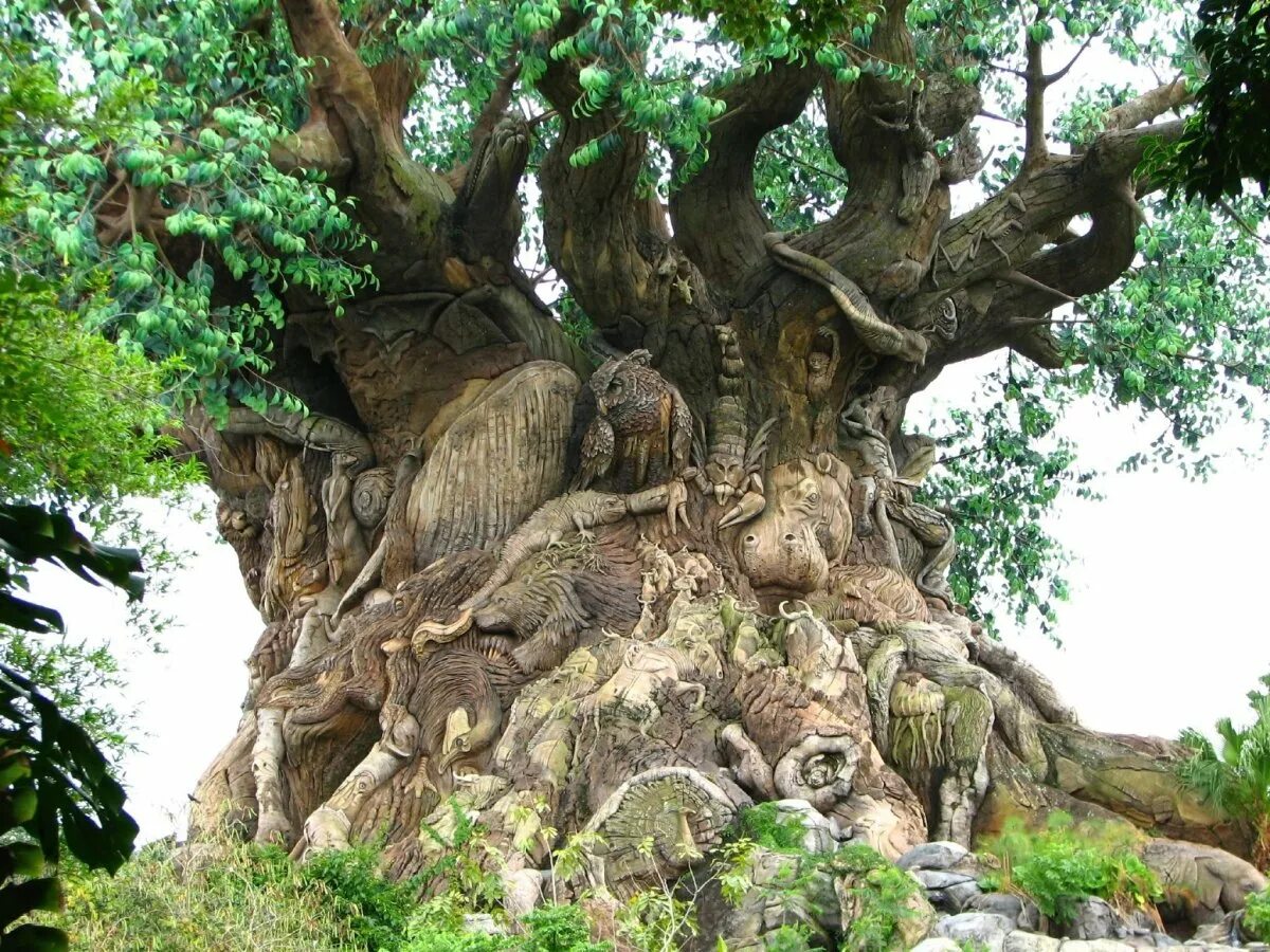 Высокое древнее дерево