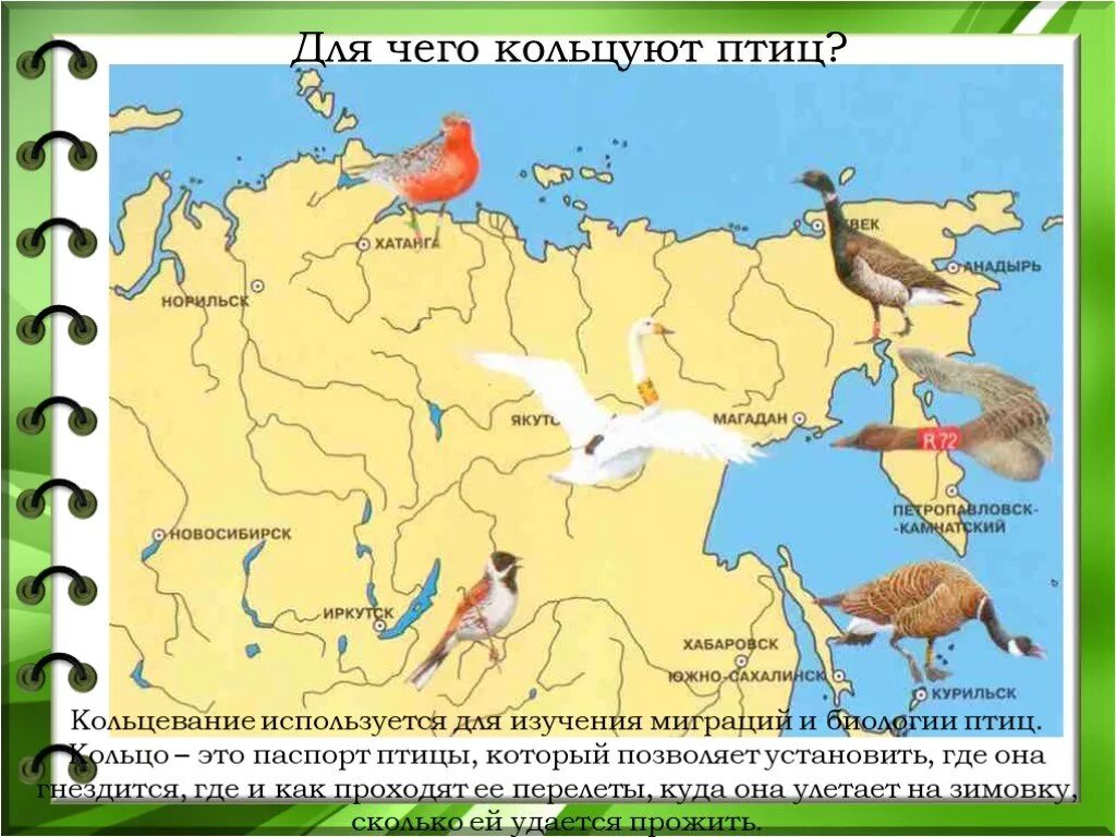 Для изучения какой птицы было использовано кольцевание. Для чего кольцуют птиц. кольцевание на перелетных птицах. кольцевание птиц для детей. кольцевание птиц для чего.