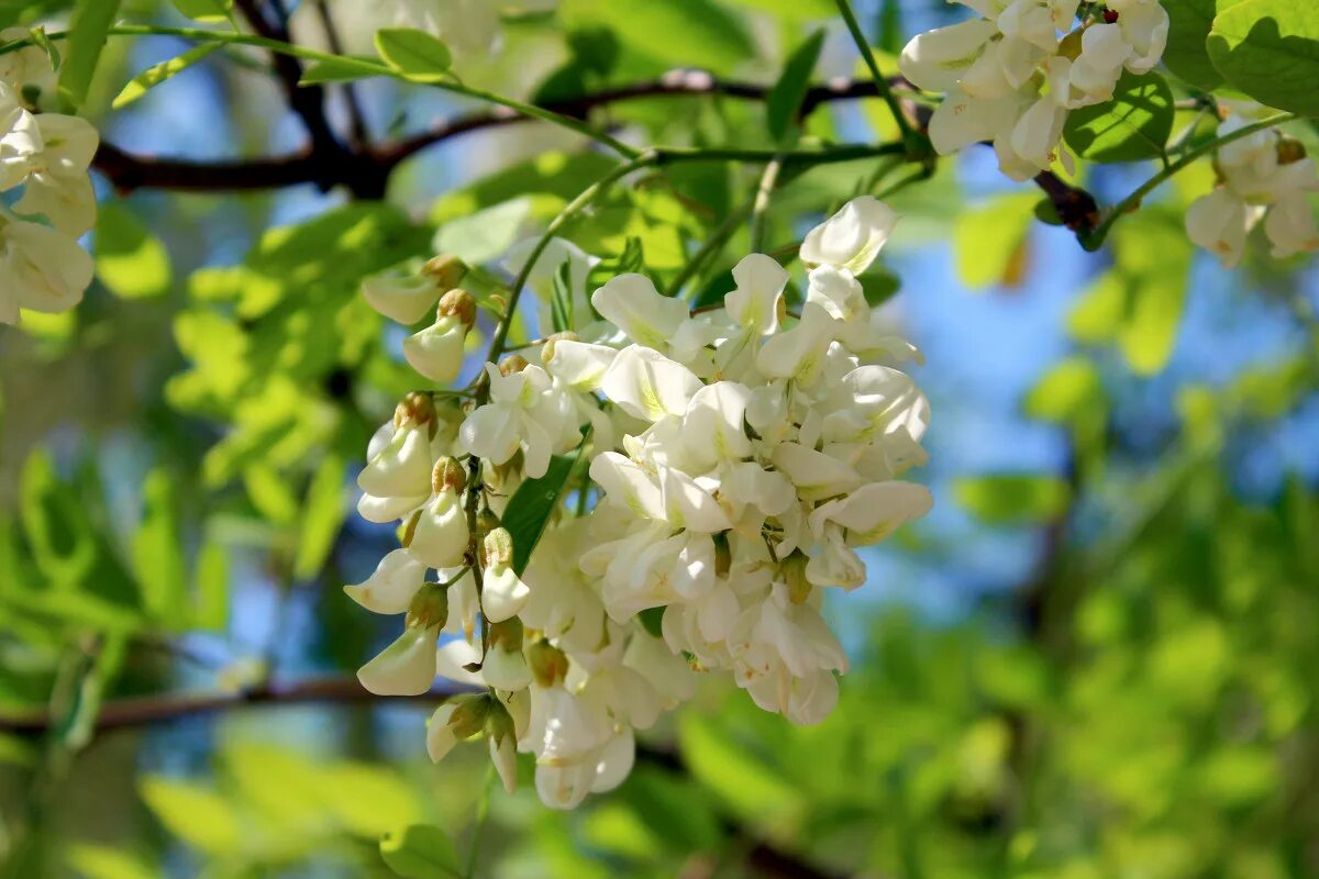 красота / цветение. весенняя рапсодия шопена. ноктюрн весенние рапсодия. весенняя рапсодия. картинки весенняя рапсодия шопена.