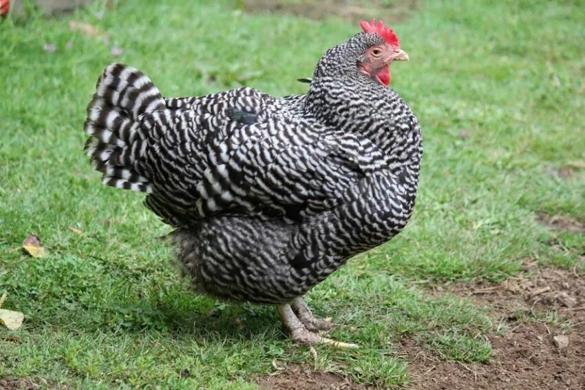 Плимутрок крапчатый. Плимутрок полосатый порода. Куры породы плимутрок. Плимутрок крапчатый. Порода кур плимутрок характеристика.
