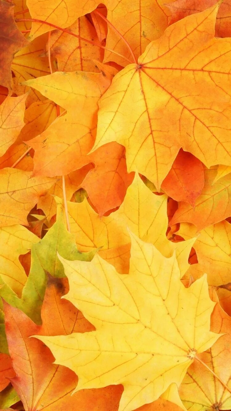 Скачай осень на телефон. Заставка на телефон осень. Осень на экран телефона. Фон листья. Скачай осень на телефон.